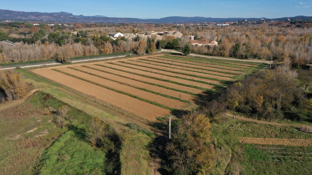 Parcelle d'agroforesterie